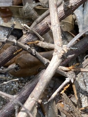 Pseudomyrmex pallidus