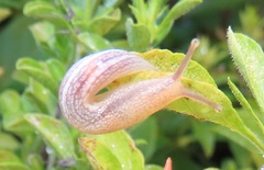 Image of Elisolimax flavescens