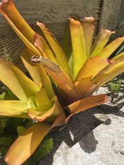 Aechmea blanchetiana