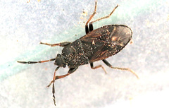 Megalonotus sabulicola
