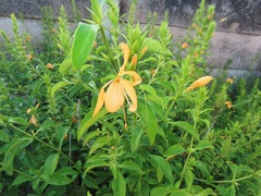 Barleria delagoensis