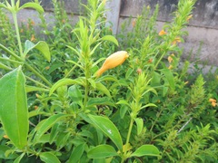 Barleria delagoensis