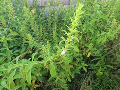 Barleria delagoensis