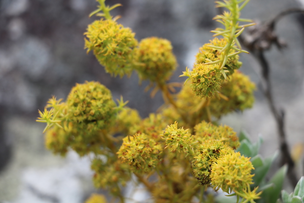 Thesium cupressoides