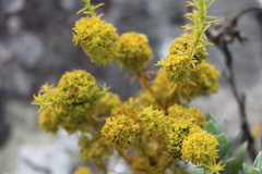 Thesium cupressoides