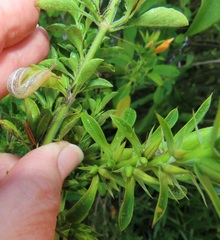 Barleria delagoensis