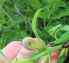 Barleria delagoensis