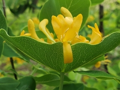 Lonicera flava