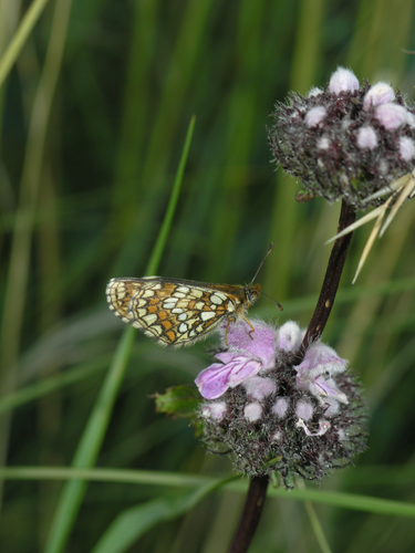 Melitaea menetriesi