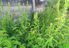 Barleria delagoensis