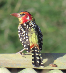 Trachyphonus erythrocephalus