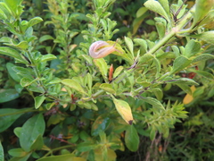 Barleria delagoensis