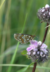 Melitaea menetriesi centralasiae