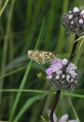 Melitaea menetriesi centralasiae