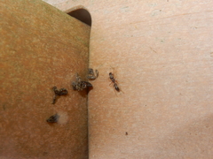 Myrmarachne inermichelis