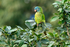 Thectocercus acuticaudatus acuticaudatus