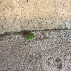 Nezara viridula