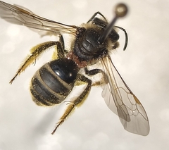 Lasioglossum titusi