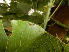 Myrmarachne japonica
