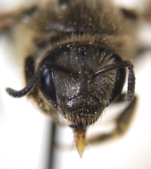 Lasioglossum titusi