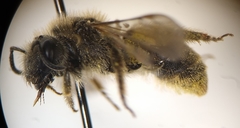 Lasioglossum titusi