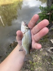 Morone mississippiensis