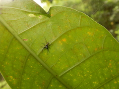 Phintella bifurcilinea