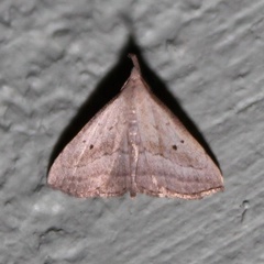 Macrochilo hypocritalis