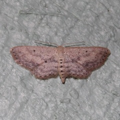 Scopula aemulata