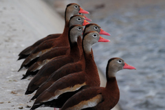 Dendrocygna autumnalis