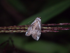 Chorsia albiscripta