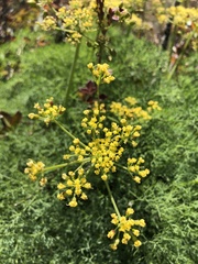 Lomatium klickitatense