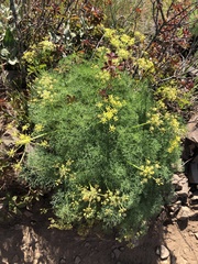 Lomatium klickitatense