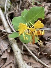 Lonicera flava