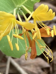 Lonicera flava