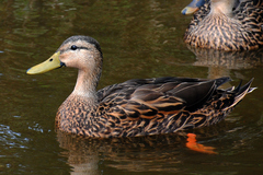 Anas fulvigula