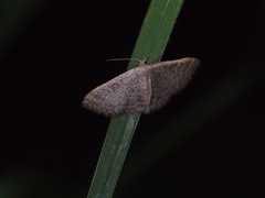 Idaea costiguttata