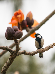 Parus minor commixtus