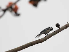 Parus minor commixtus