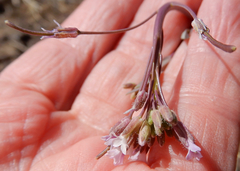 Boechera centrifendleri