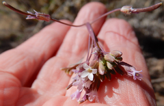 Boechera centrifendleri