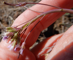 Boechera centrifendleri