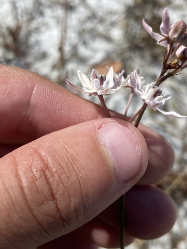 Asclepias feayi image