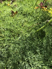 Lomatium klickitatense