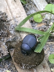 Canthon pilularius