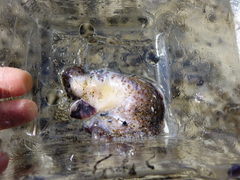 Australostichopus mollis