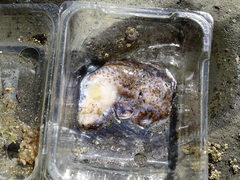 Australostichopus mollis