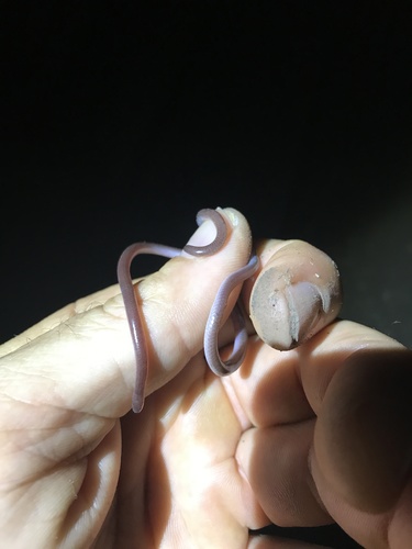 Long-tailed Thread Snake