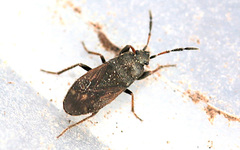 Megalonotus sabulicola
