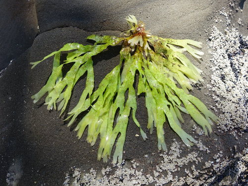 Sarcodiaceae